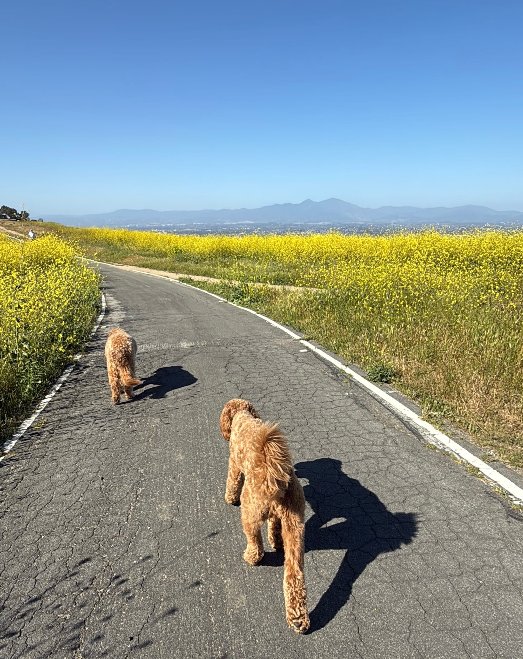 Orange County Mini Guide